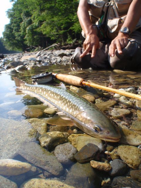 十勝夏鱒釣旅 最終日 ヤマメとイワナ釣り : Lodge Lucky Field ロッジ