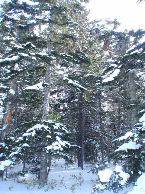 十勝の北部 大雪山国立公園の自然を歩く : Lodge Lucky Field ロッジ