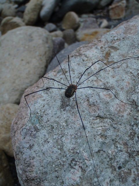 十勝鱒釣旅２日目 フライ初めて２日目にして尺ヤマメ Lodge Lucky Field ロッジラッキーフィールド