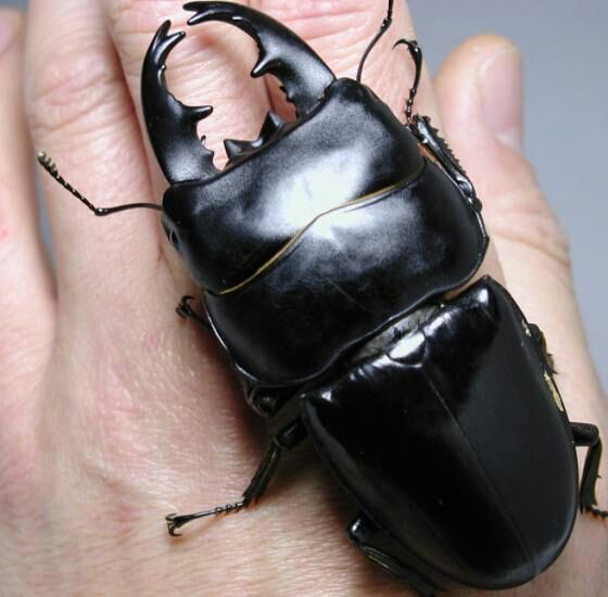 来年の飼育予定決定しました サンユー販売株式会社 大阪 Blog