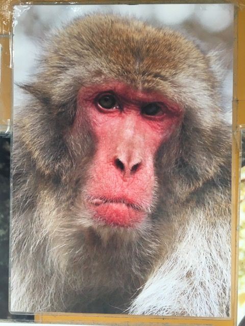 ノープランで8日間九州の旅 ４日目 大分 湯布院 別府 さる録