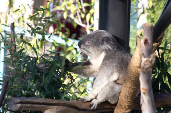 San Diego Zoo La 良妻日記