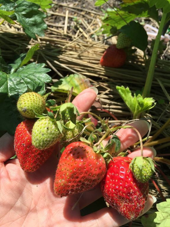 苺の収穫と100円ショップのオススメ鳥よけネット すきま時間で家庭菜園