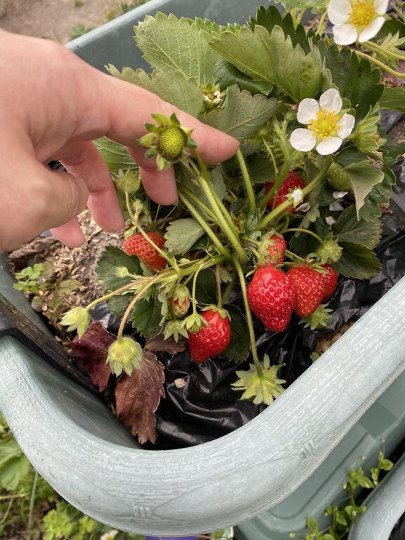 来年用にイチゴの苗ポット作り さーやんの無農薬野菜のblog