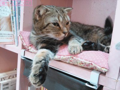 猫カフェ ねこのて 猫カフェ ねこのて 猫カフェ ねこのて 猫カフェ ねこのて