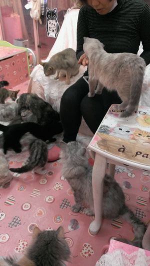 猫好きさん募集 猫カフェ ねこのて