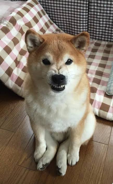 柴犬とかいう究極にかわいいイッヌ スパロボニュース