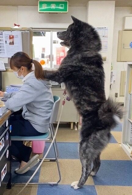 1歳の秋田犬がデカすぎる 日本唯一の大型犬 国の天然記念物 画像あり スパロボニュース