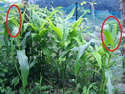 とうもろこしの雄花は咲いたけれど お茶畑に囲まれて 突然始まった築１００年の古民家暮らし