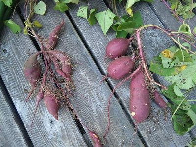 袋栽培のさつまいも 収穫する お茶畑に囲まれて 突然始まった築100年の古民家暮らし 袋栽培のさつまいも 収穫する お茶畑に囲まれて 突然始まった築100年の古民家暮らし