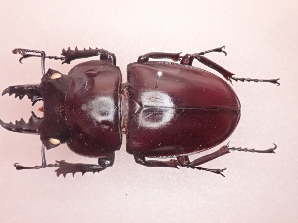 ヤエヤママルバネクワガタの話(2017年) : 寒虫稽古