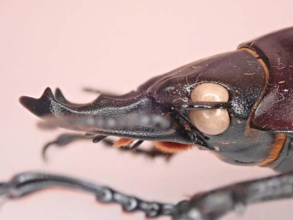 ヤエヤママルバネクワガタの話(2017年) : 寒虫稽古