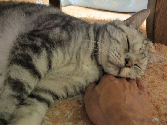 温もりが欲しい 猫おでん あり〼