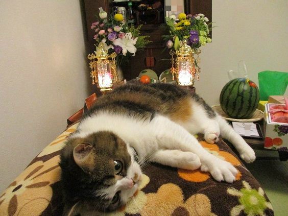 ナムナムナム 猫おでん あり〼