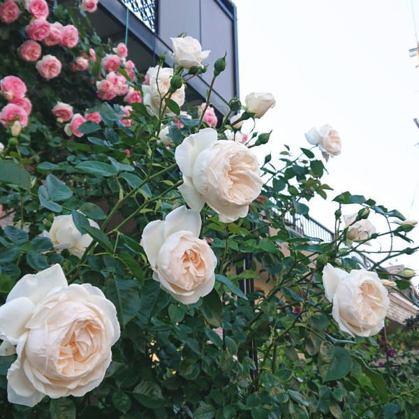 房咲きの予感 サマーメモリーズ 薔薇徒然