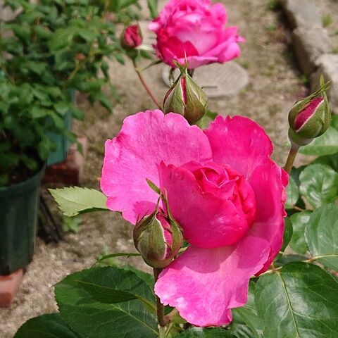 やっと咲いたイブピアッチェ なのにまた雨が降る 薔薇徒然