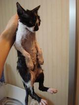 レス紹介 汚い猫を見つけたので虐待することにした うろぶろ