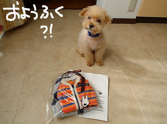 冬のイケメン祭りなのよ 新 トイプードル シャオロンのまんが日記