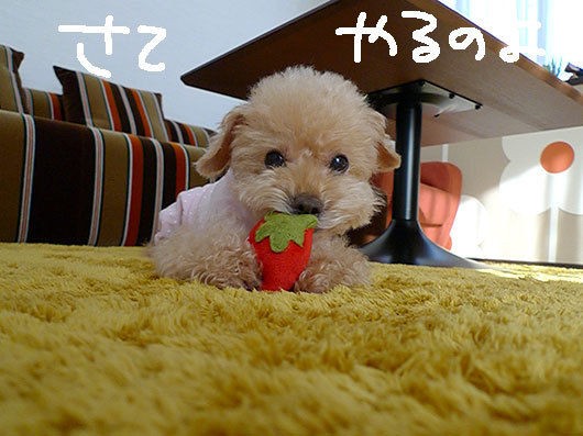 イチゴちゃんな気分なのよ 新 トイプードル シャオロンのまんが日記