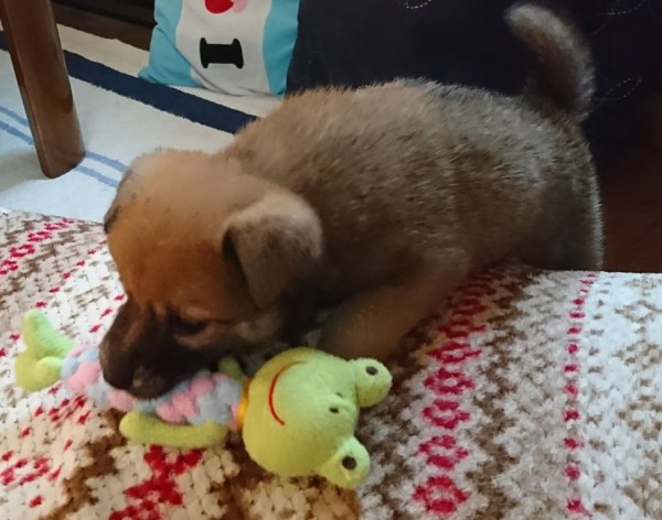 犬のセクシーな溜息 さとみとかりんと 犬のセクシーな溜息 さとみとかりんと