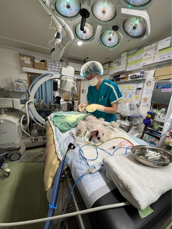 本日のシェルター通信💓 : NPO法人ペット里親会