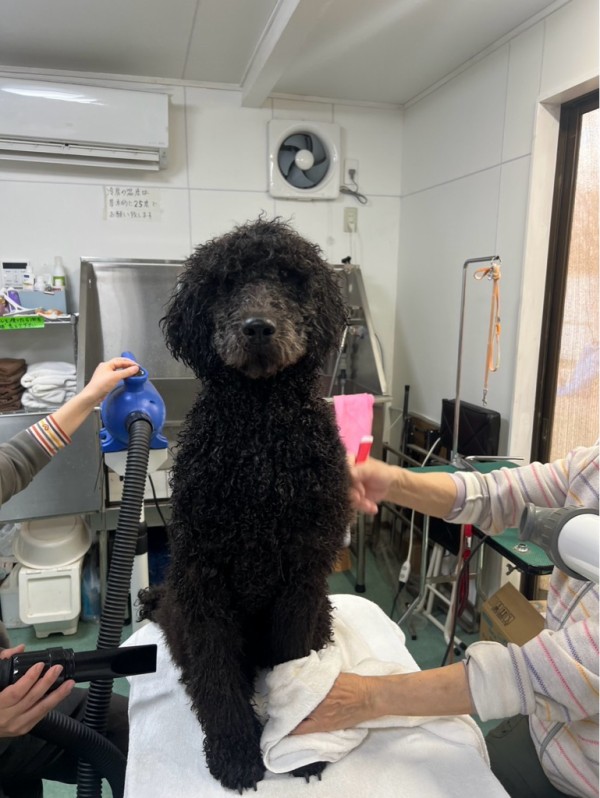 スタンプーのベルベットちゃんトライアルへ💖 : NPO法人ペット里親会