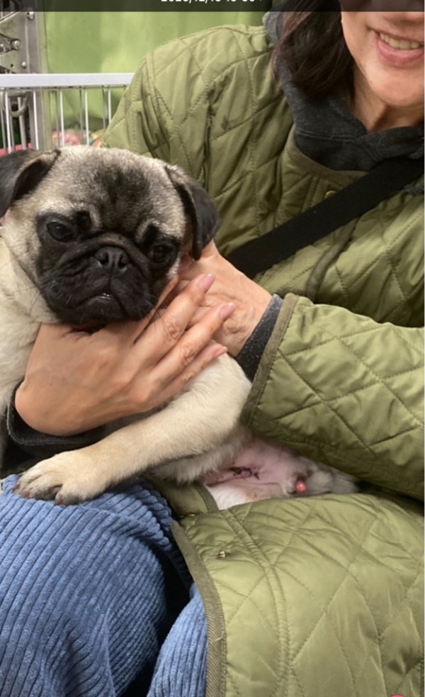 パグちゃん パグの日🐶おめでとうございます㊗️ 世界中のパグちゃんが幸せになり