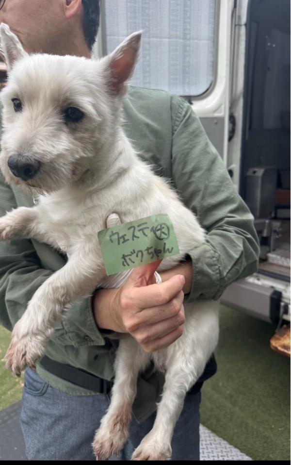 本日レスキューの犬達です🐶🐶🐶 : NPO法人ペット里親会