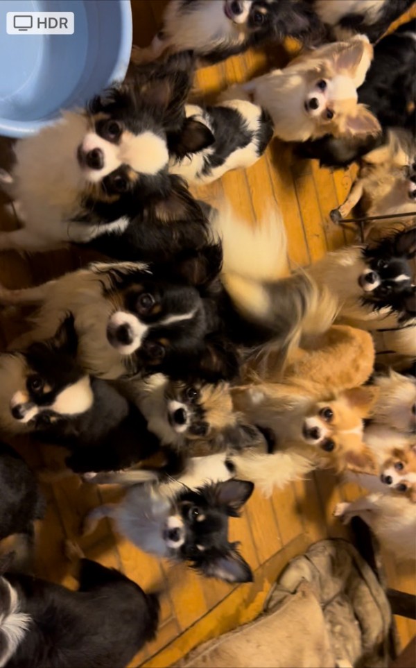 今日はチワワの多頭飼育レスキューに、、、 : NPO法人ペット里親会