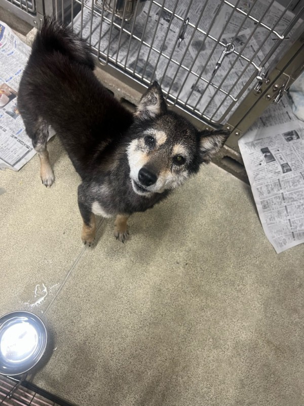 かおりんのシェルターマジック🩷✨✨✨ : NPO法人ペット里親会