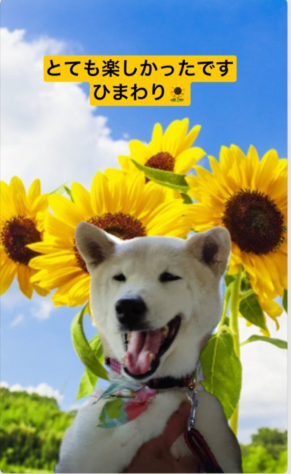 柴犬のひまわりちゃんが虹の橋を渡りました。🌈🌻🌈 : NPO法人ペット里親会