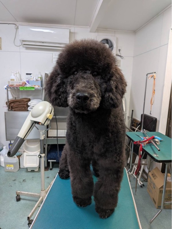スタンプーのベルベットちゃんトライアルへ💖 : NPO法人ペット里親会