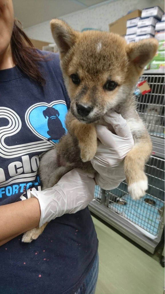 柴犬達の里親さん募集中、🐶💓 : NPO法人ペット里親会