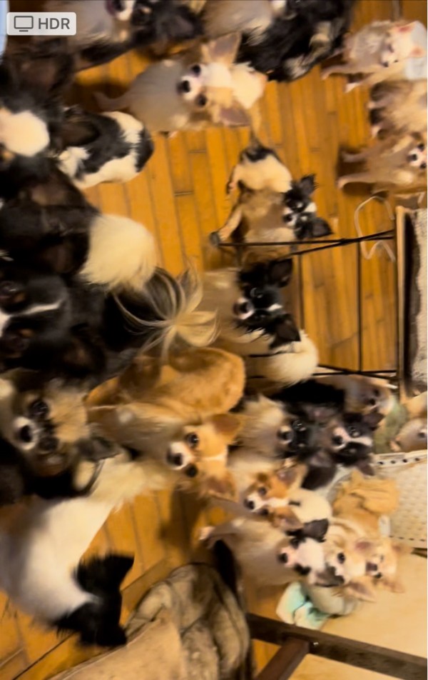 今日はチワワの多頭飼育レスキューに、、、 : NPO法人ペット里親会