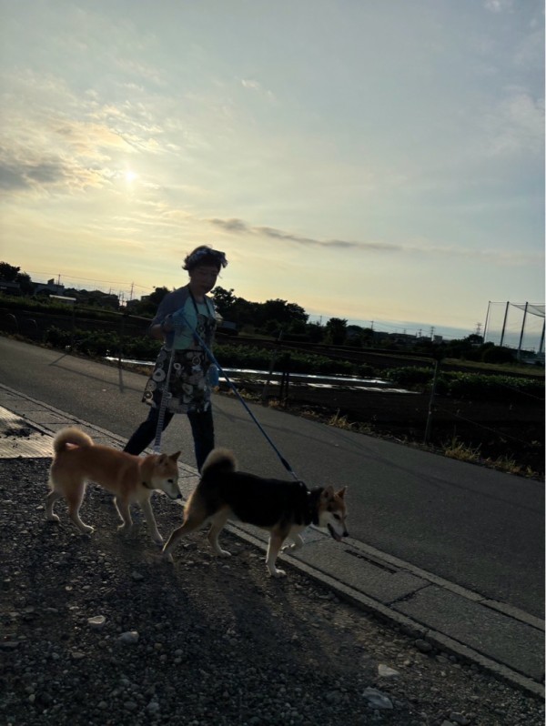 夏は早朝散歩👌💓👌ご支援に感謝🙏 : NPO法人ペット里親会