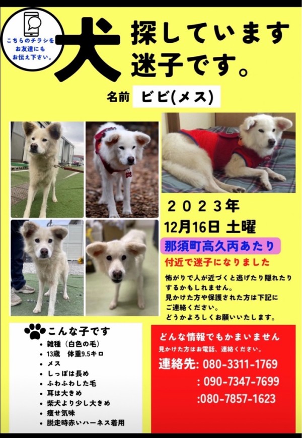 那須街道の道の駅で昨日、ハーネスをした白い犬を見た方がいます
