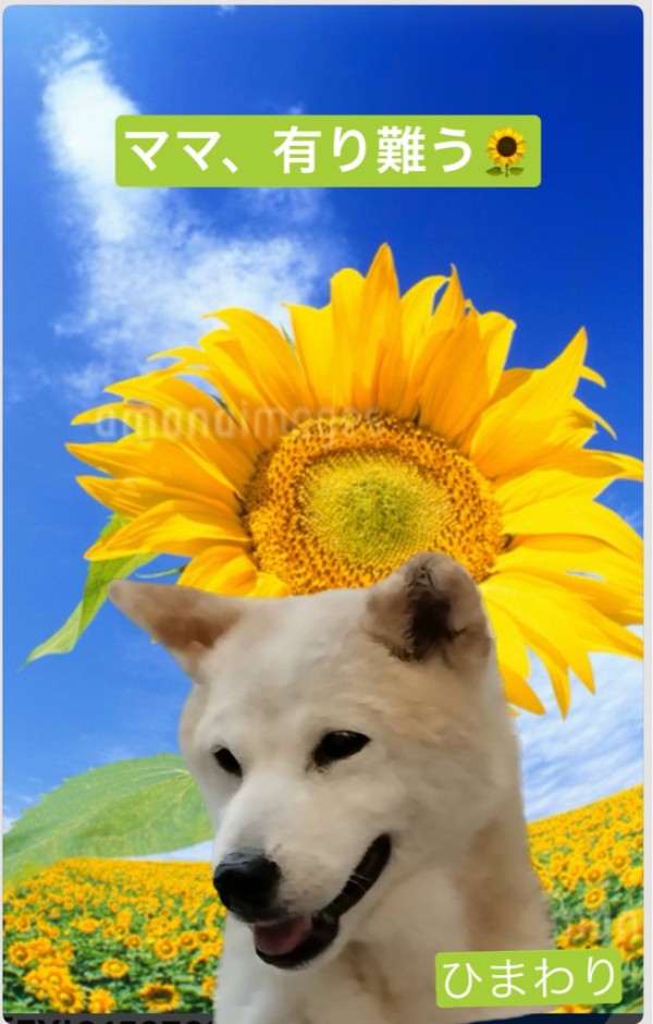 柴犬のひまわりちゃんが虹の橋を渡りました。🌈🌻🌈 : NPO法人ペット里親会