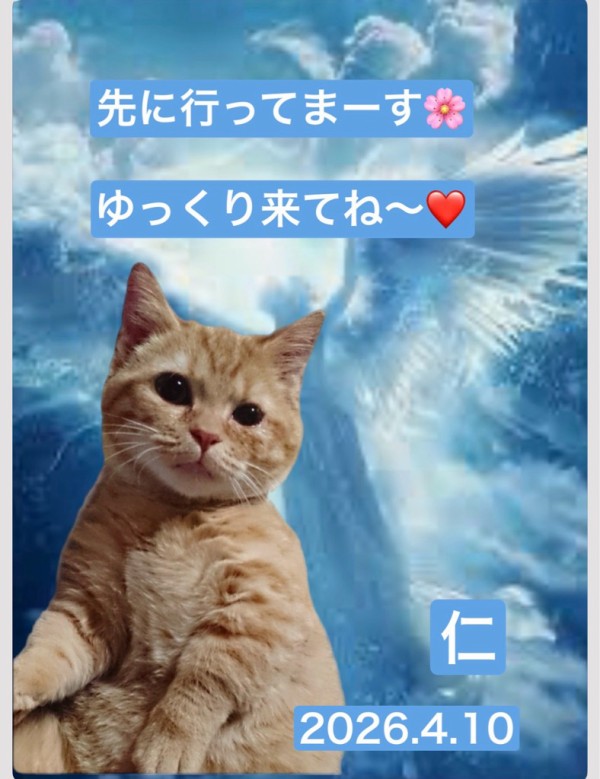 優ちゃんさま　専用ページ 仁ちゃんが虹の橋を渡って行きました🌈😸🌈 : NPO法人ペット里親会