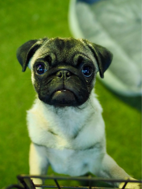 パグちゃん f33f3750ad420f8879cf3592dd3c2e