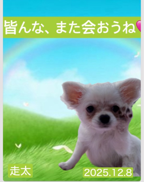 🌈走太に神様のお迎えがありました🙏✨✨✨ : NPO法人ペット里親会