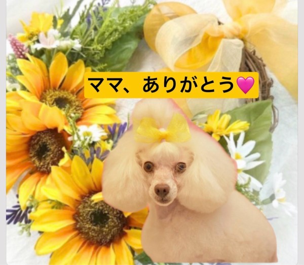 マリルちゃんは10歳になりました💖🌻🌻🌻 : NPO法人ペット里親会