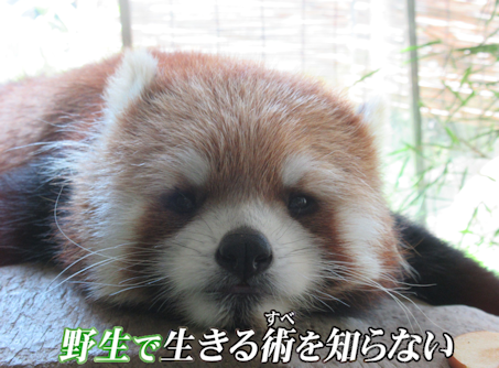 東方 怒りの大妖怪ぬえちゃん レッサーパンダ 東方おねえちゃんまとめ