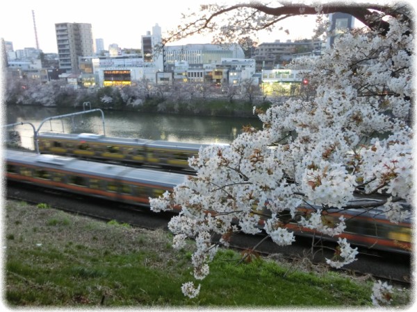 それなりに満開の桜 外濠公園 ｓａｖａ