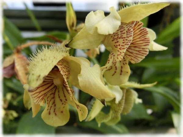 茨城県つくば市 国立科学博物館 筑波実験植物園 の温室にある黄色い花実 ｓａｖａ
