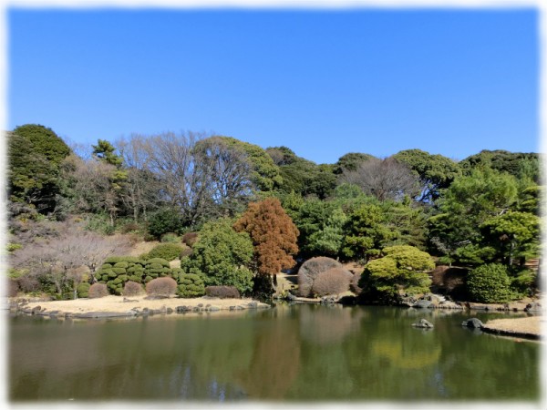 鳥注意 写真多用 小石川植物園では椿と梅と野鳥が見られますが椿も梅もちょっと早い ｓａｖａ