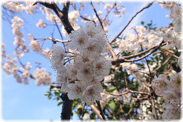 彼岸桜もぼちぼち終わりか ｓａｖａ