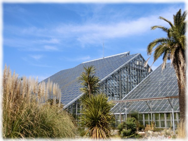 写真多用 茨城県つくば市 国立科学博物館 筑波実験植物園 の温室にある緑と白の花実 ｓａｖａ