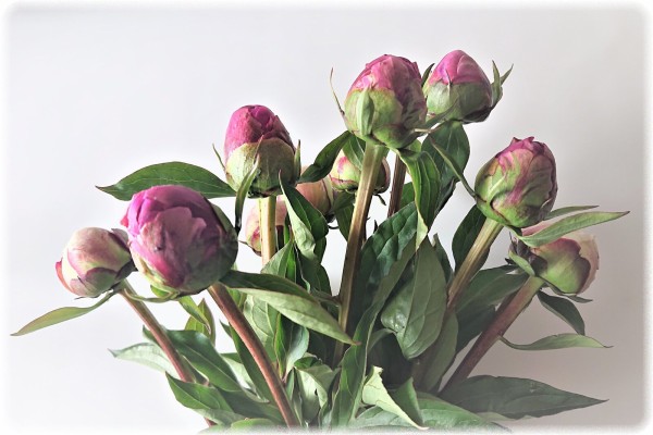 本日からシャクヤクを飾る ｓａｖａ