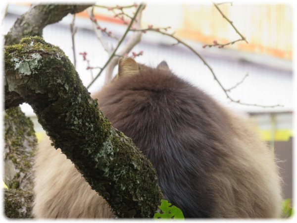 チェシャ猫 Gnoce 狡猾なチェシャ猫光るチャーム – Gnoce (ジノシー)