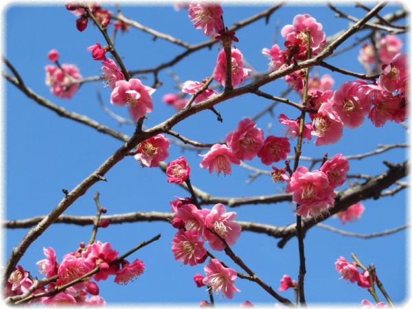 小石川植物園に梅と桜を見に行ってきた その壱 ｓａｖａ